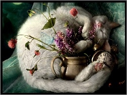 Zegar, Kot, Biały, Kwiaty